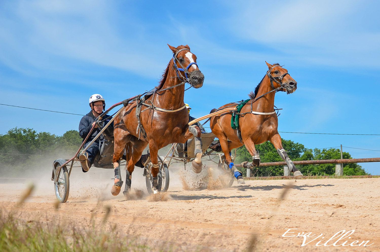 L'aloe vera pour les chevaux de course