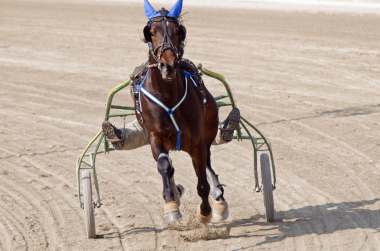 L'aloe vera pour les chevaux de courses