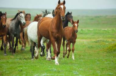 L'aloe vera pour les chevaux de courses