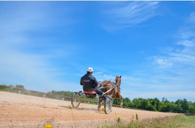 L'aloe vera pour les chevaux de courses