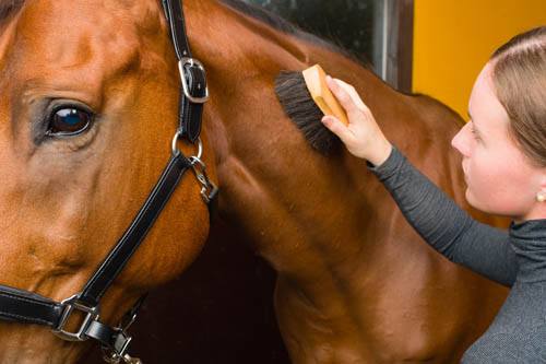 Gel & Crème pour chevaux à l'Aloe Vera