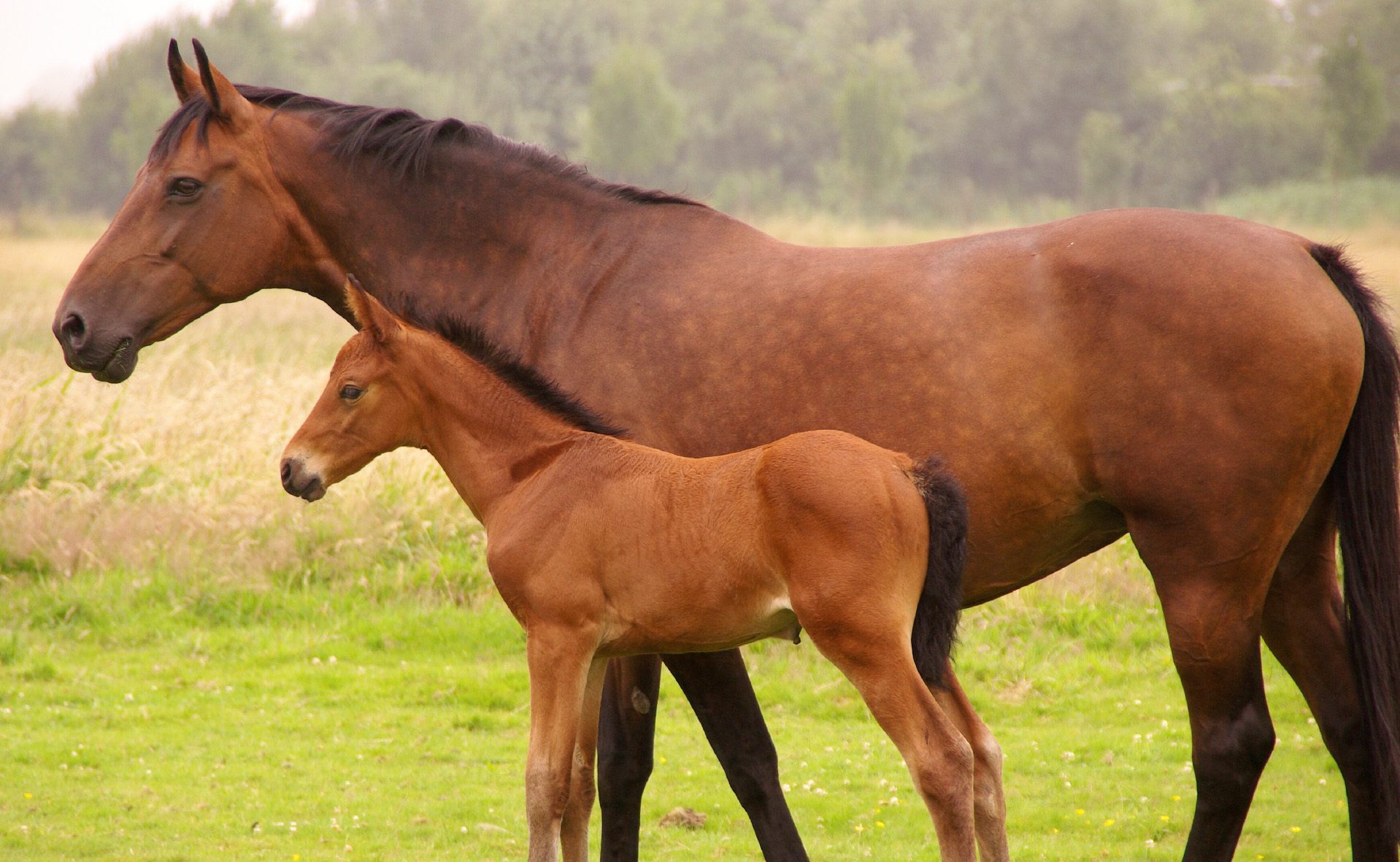 produits de soins et compléments pour chevaux de courses, elevage et entrainements