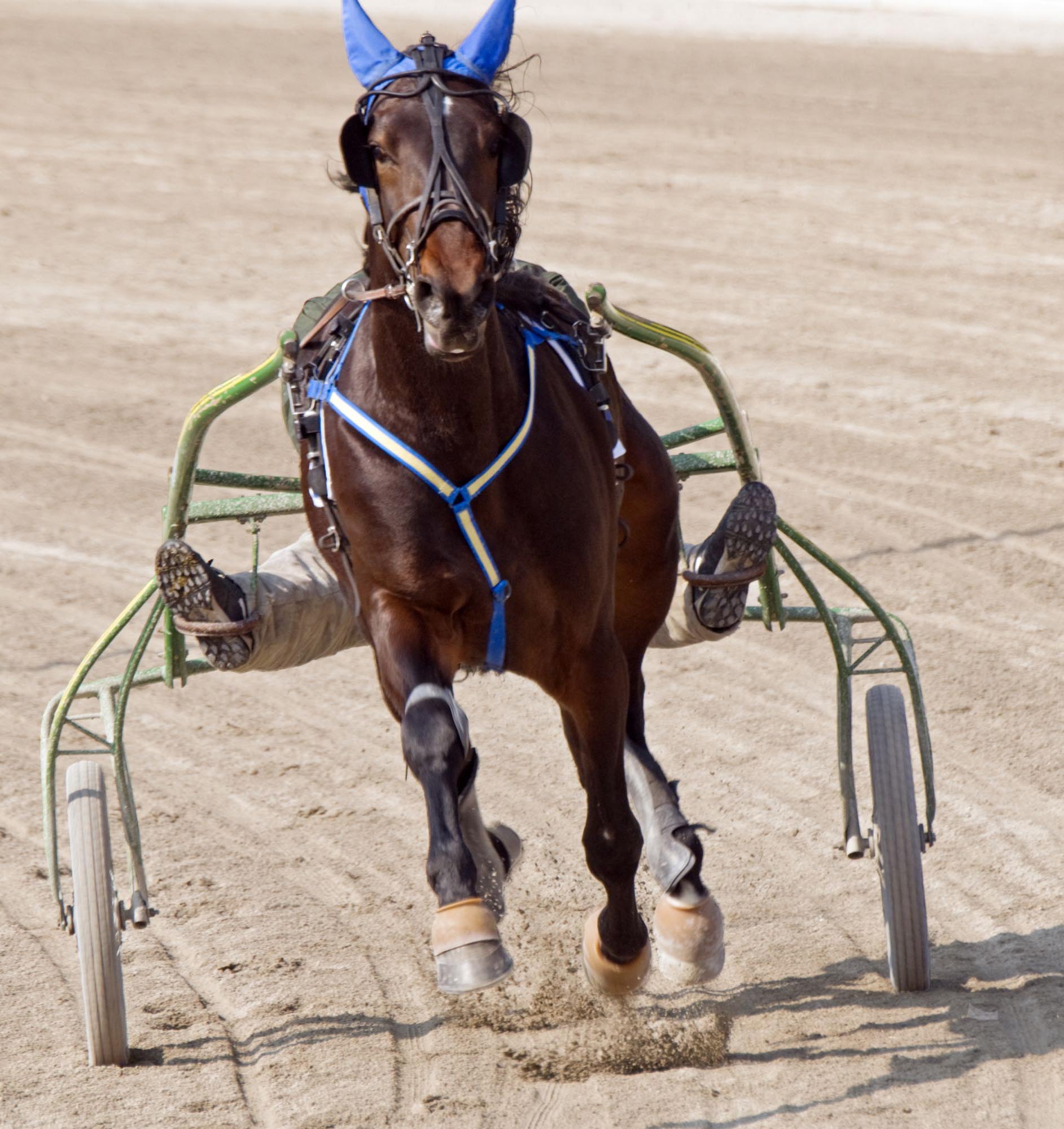 syndrome-respiratoire-chevaux-de-courses