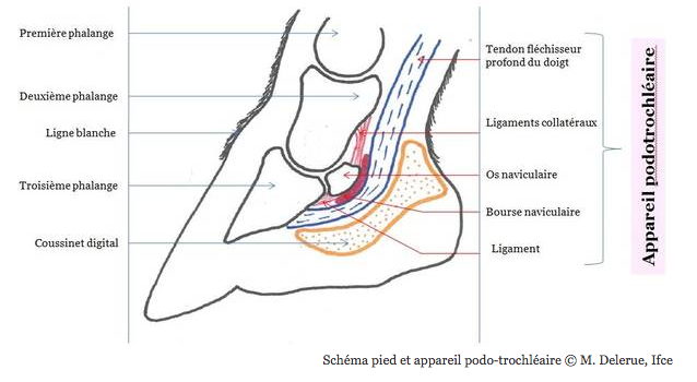 syndrome naviculaire 2