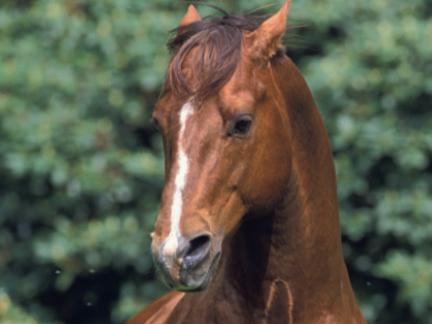 Remede pour un cheval stressé et sujet aux ulcères